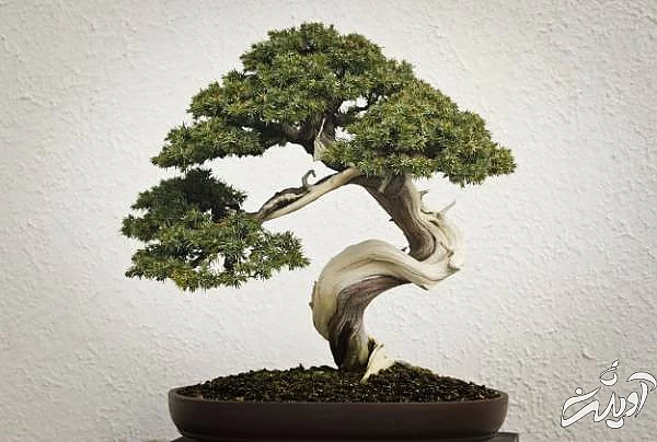 انواع هرس درخت بن سای